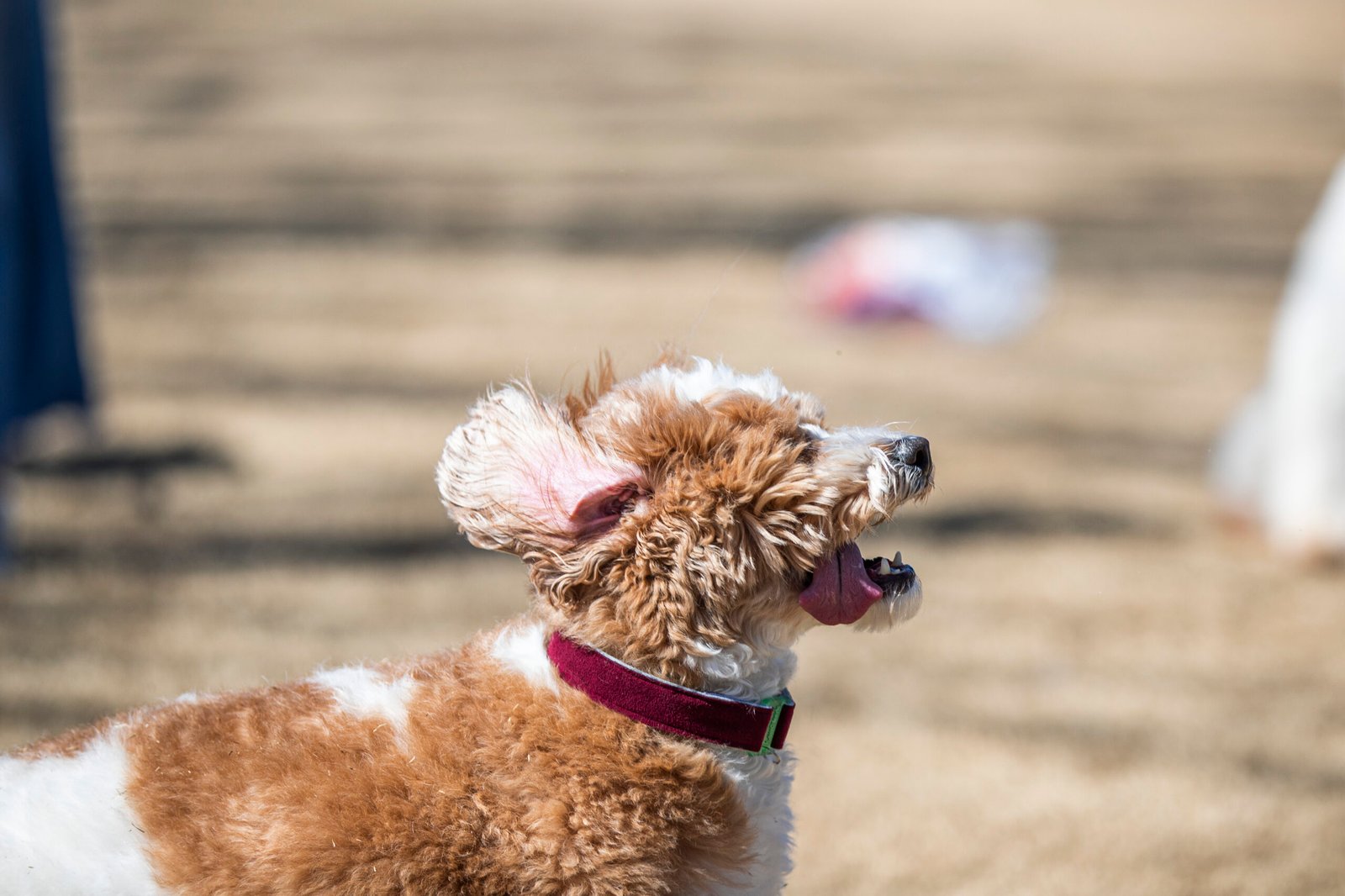 Burgundy ComfyCollar Small