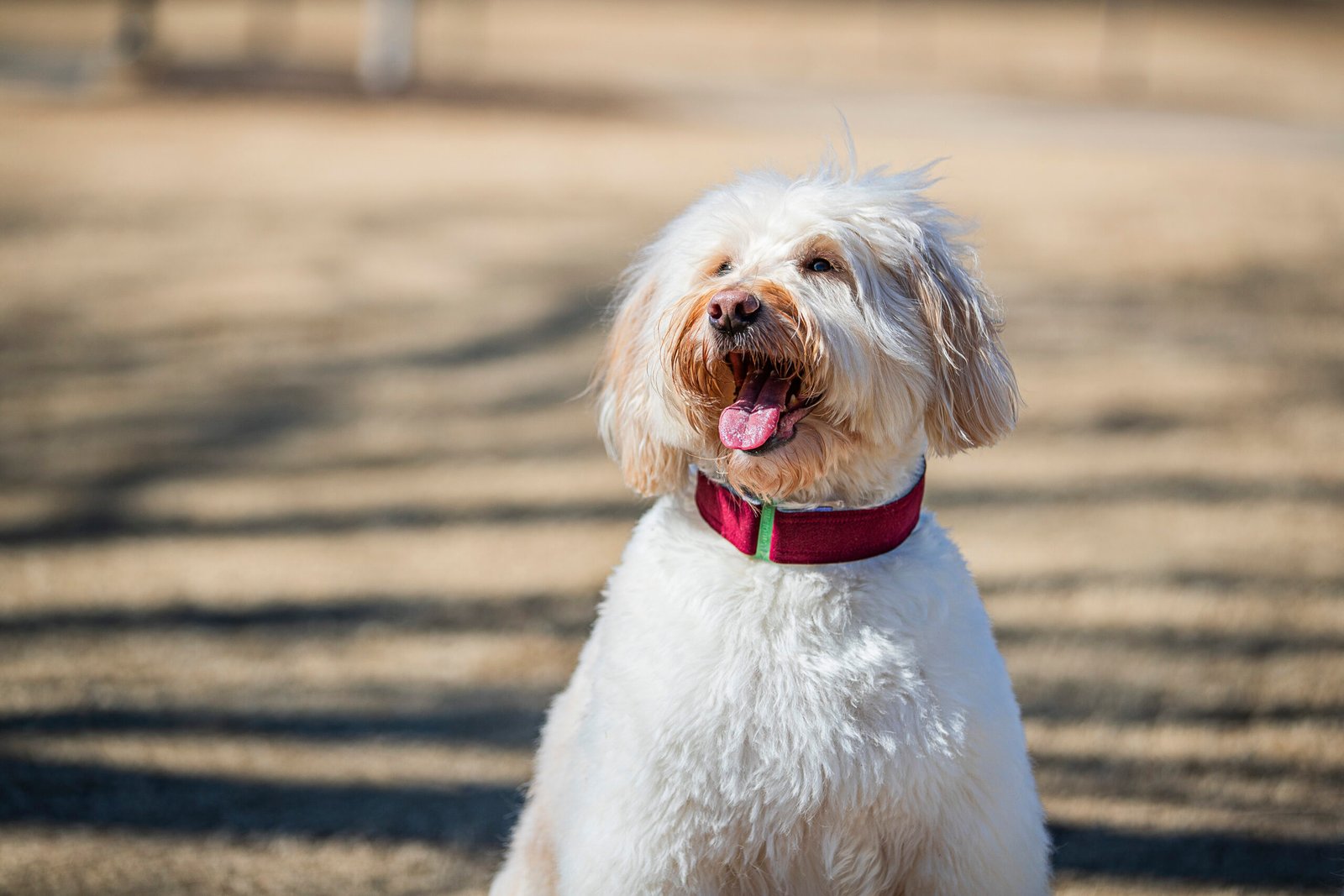 Burgundy ComfyCollar Medium