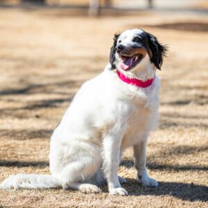 Fushia medium comfycollar
