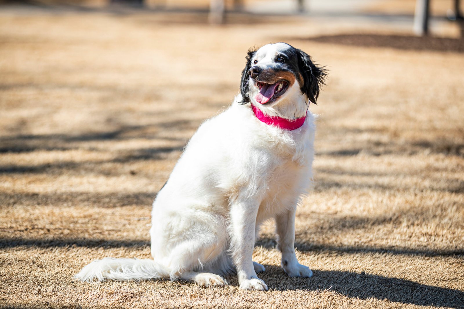 Fushia medium comfycollar