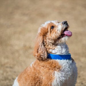 Jazz Blue comfycollar