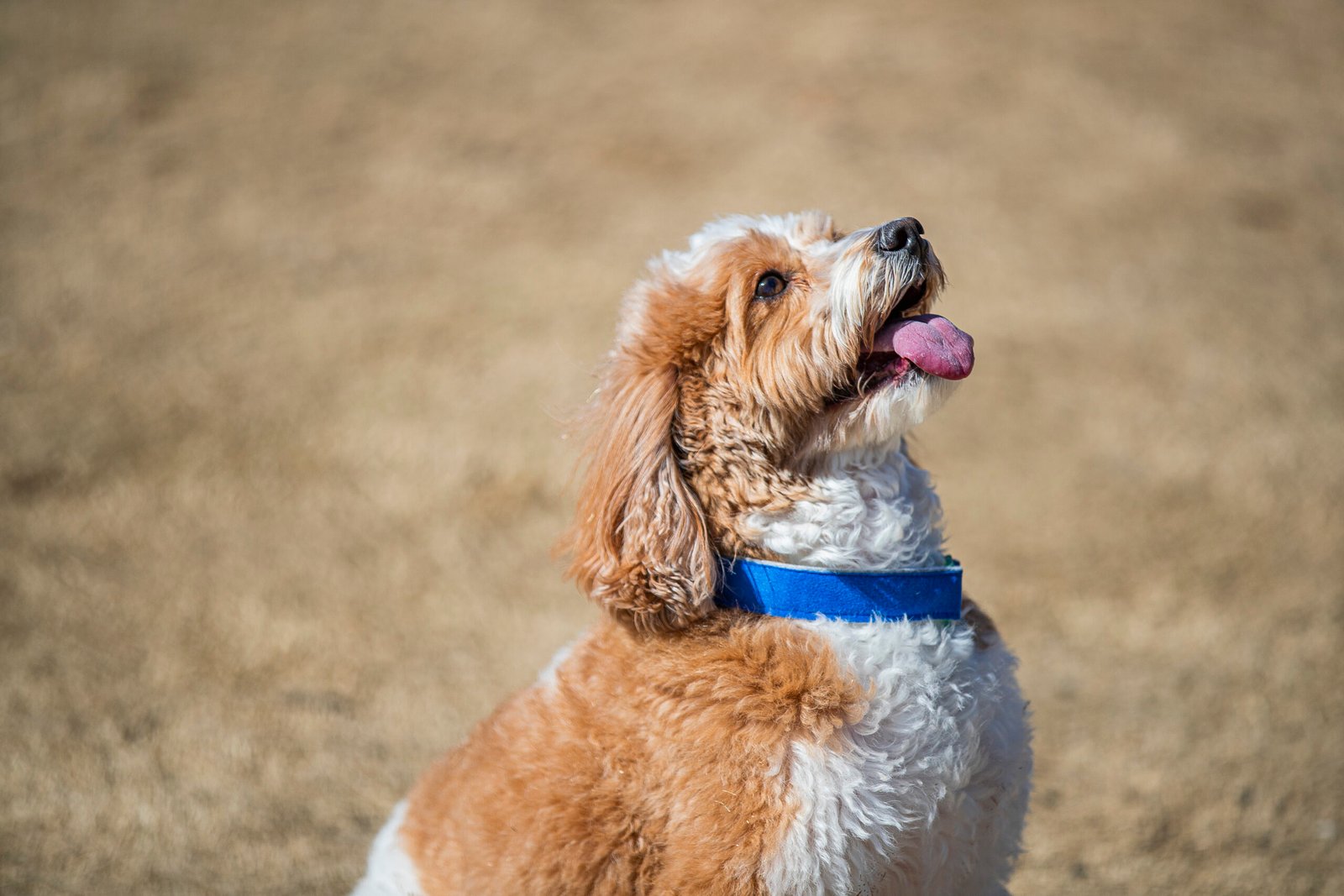 Jazz Blue comfycollar