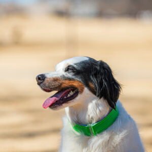 Neon Green comfycollar
