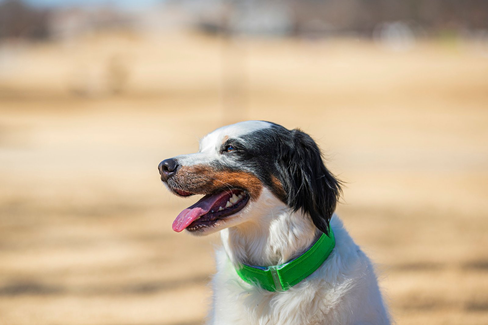Neon Green comfycollar