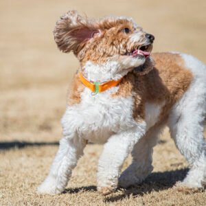Orange ComfyCollar Small