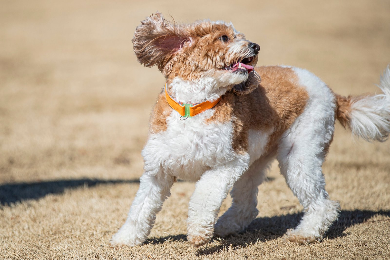 Orange ComfyCollar Small