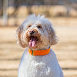 Orange ComfyCollar Medium