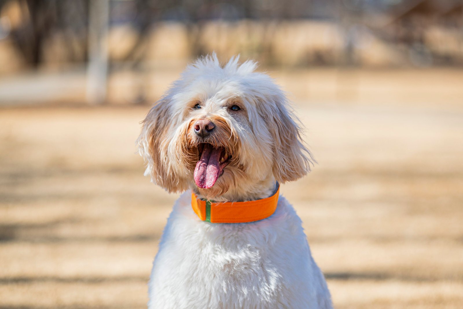Orange ComfyCollar Medium